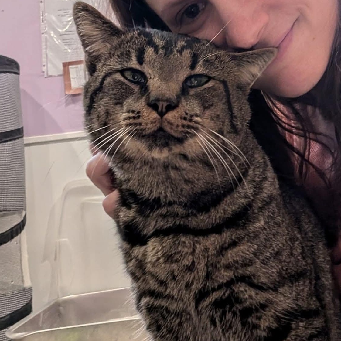 Tigger, ADOPTABLE, Adult Male Tabby.