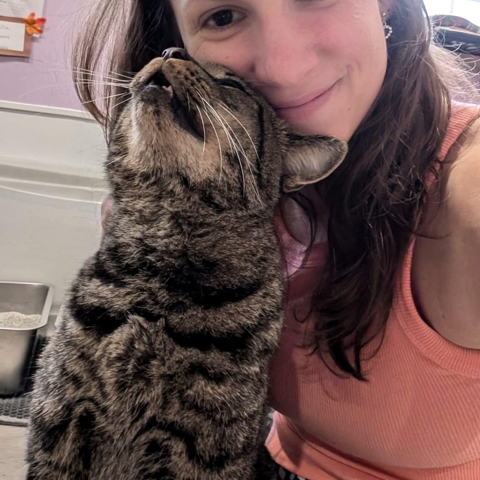 Tigger, a ADOPTABLE mixed breed in South Park, PA image 2/6