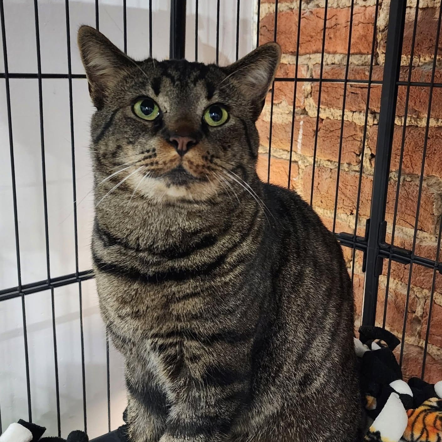 Tigger, a ADOPTABLE mixed breed in South Park, PA image 3/6