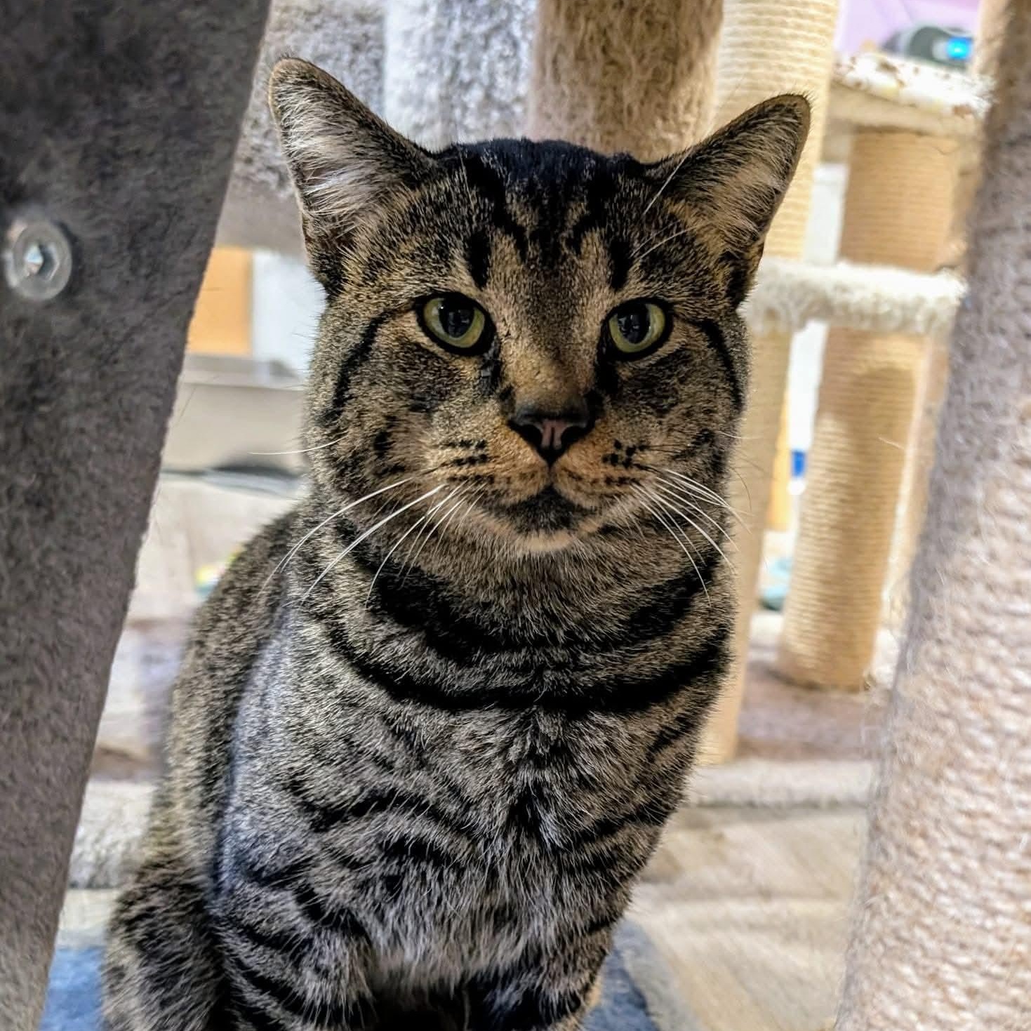 Tigger, a ADOPTABLE mixed breed in South Park, PA image 4/6