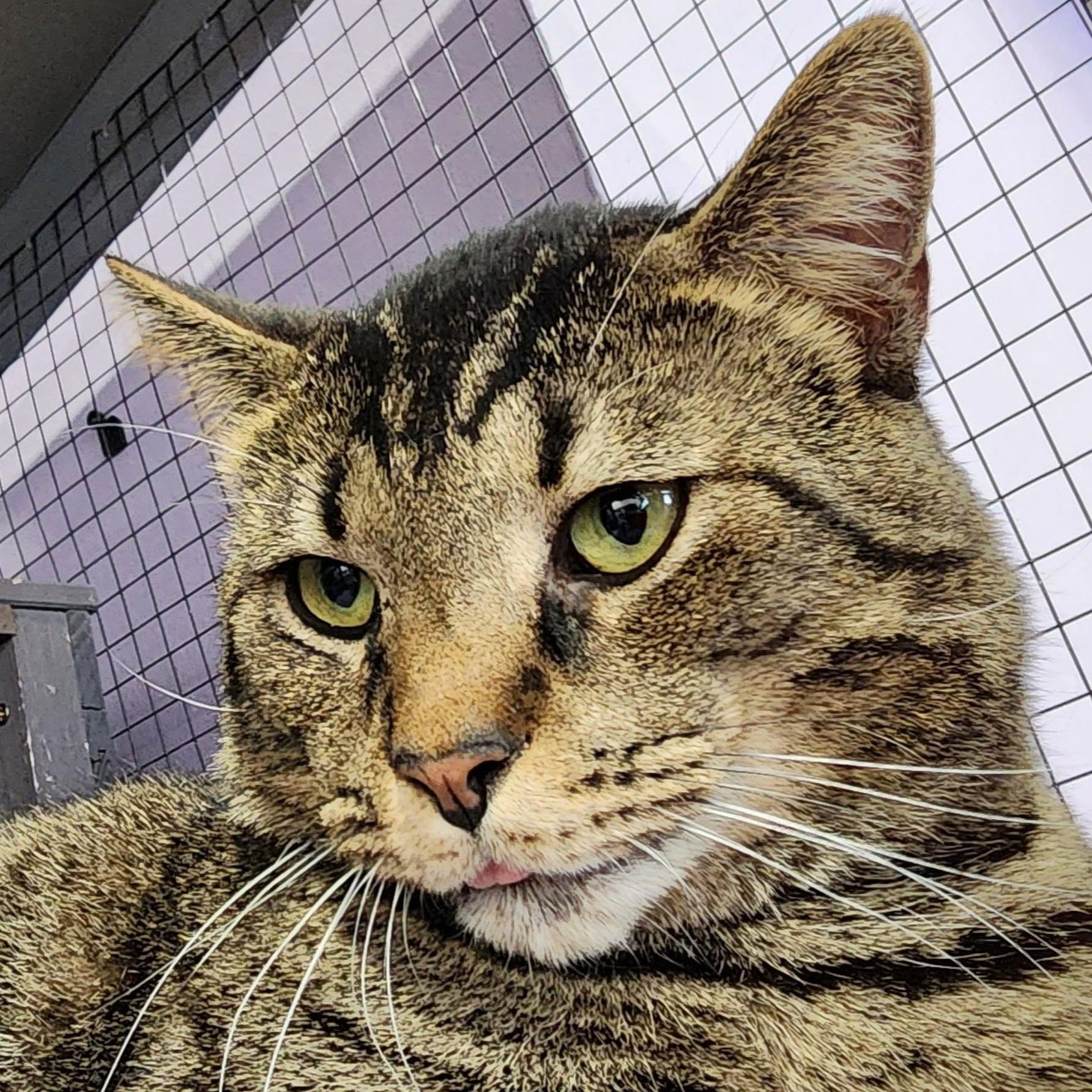 Tigger, a ADOPTABLE mixed breed in South Park, PA image 5/6