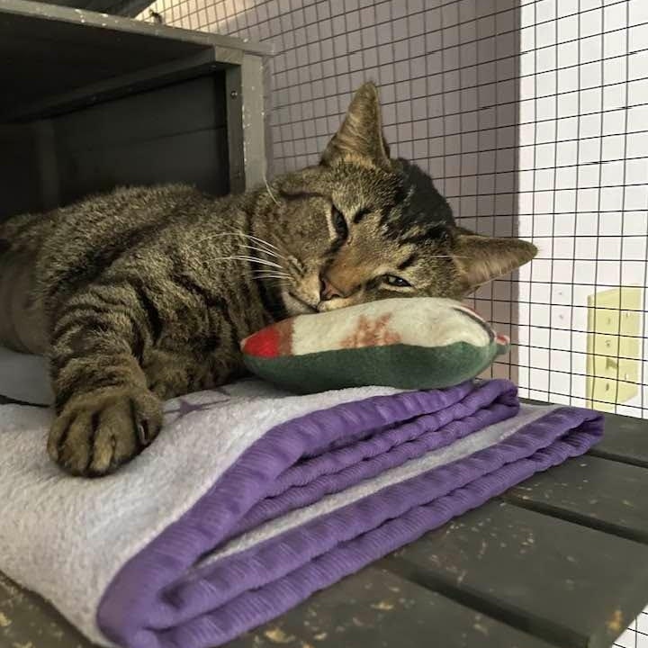 Tigger, a ADOPTABLE mixed breed in South Park, PA image 6/6