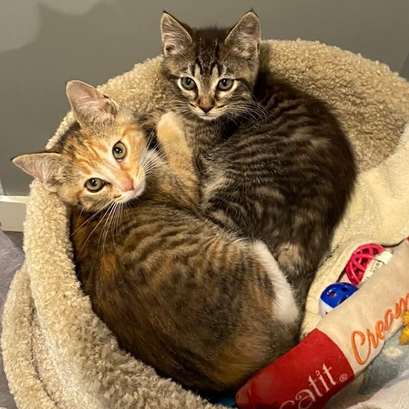Enlarge ECHO & DELTA, a Adopted Domestic Medium Hair in Campbell River, BC image 1/6