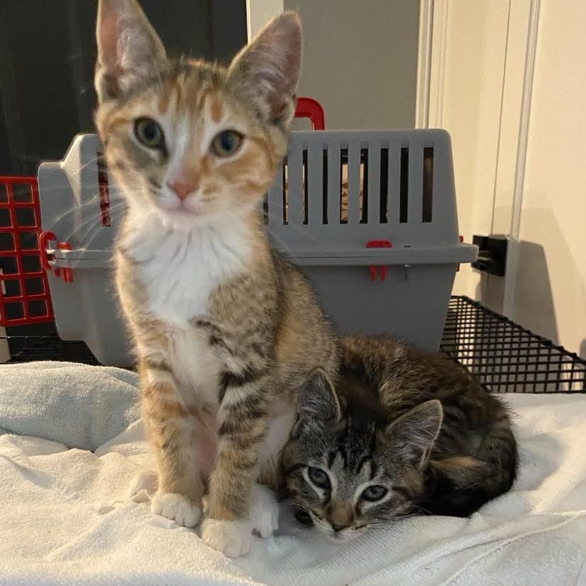 Enlarge ECHO & DELTA, a Adopted Domestic Medium Hair in Campbell River, BC image 6/6