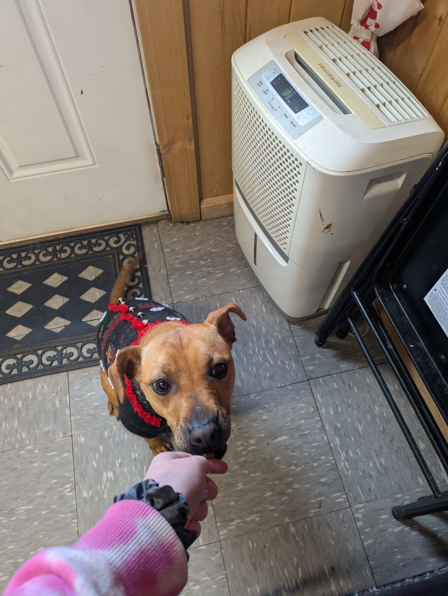 Salad, a Adoptable Terrier in Covington, VA image 1/6