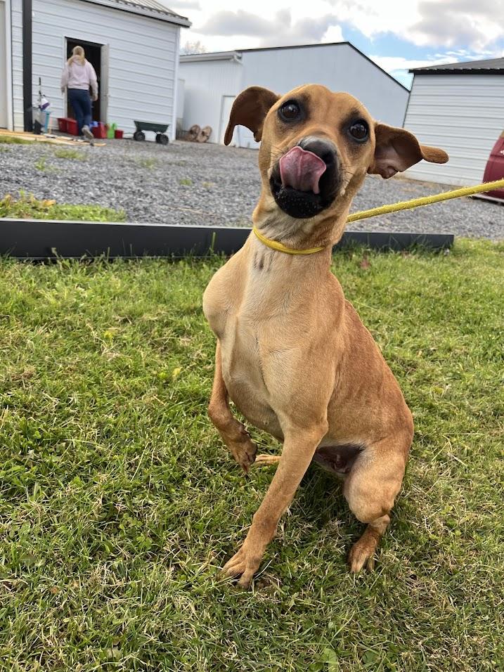 Salad, a Adoptable Terrier in Covington, VA image 2/6