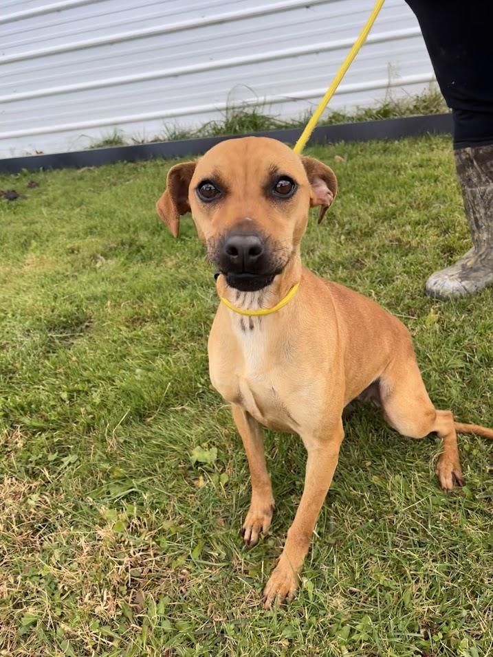 Salad, a Adoptable Terrier in Covington, VA image 6/6