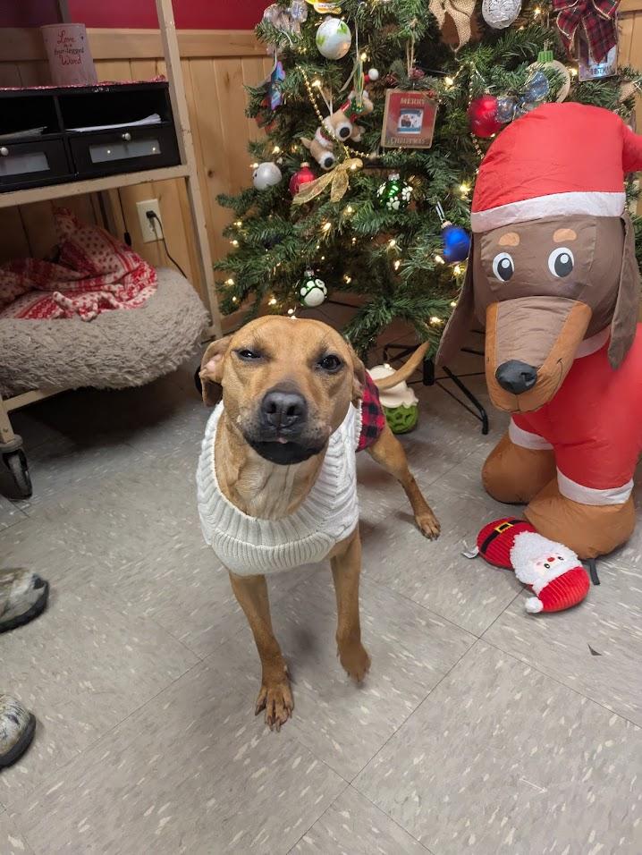 Salad (aka Sally), a Adoptable mixed breed in Covington, VA image 3/6