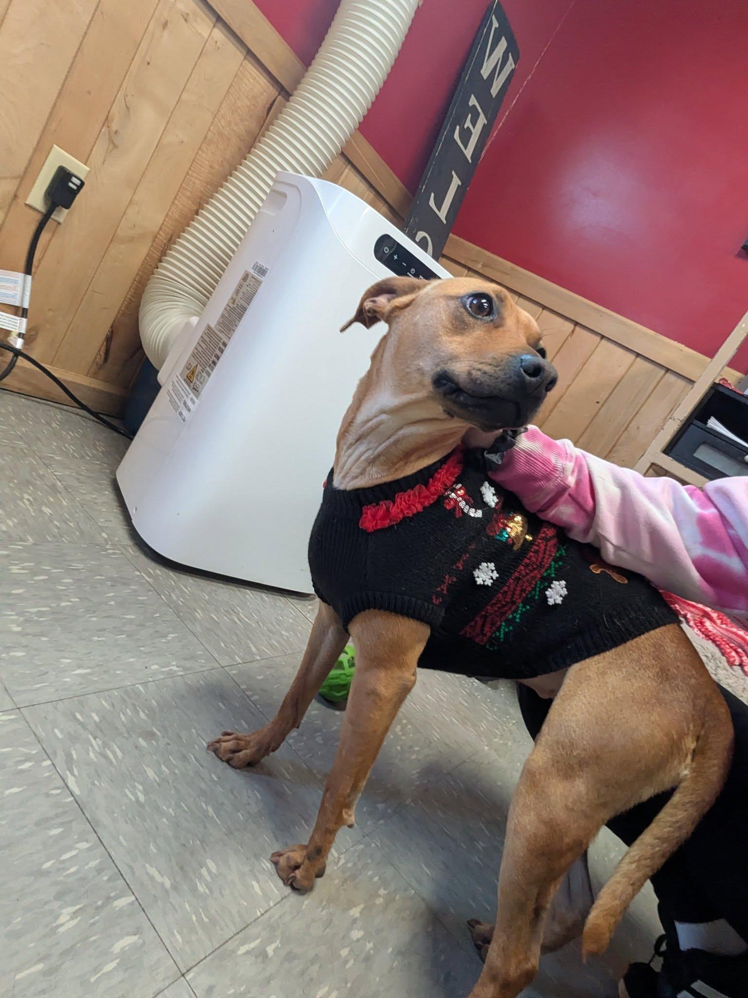 Salad, a Adoptable Terrier in Covington, VA image 3/6
