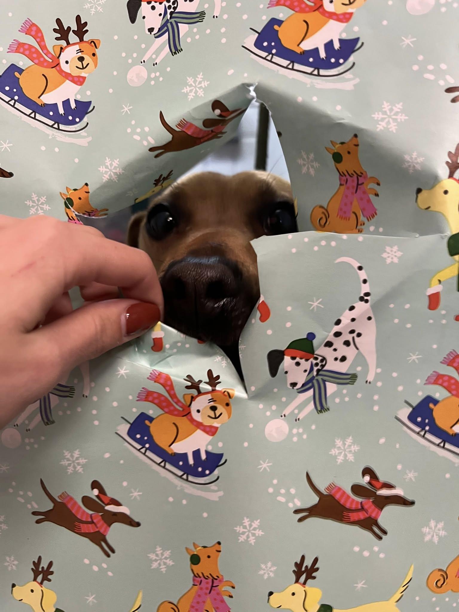 Salad, a Adoptable Terrier in Covington, VA image 4/6