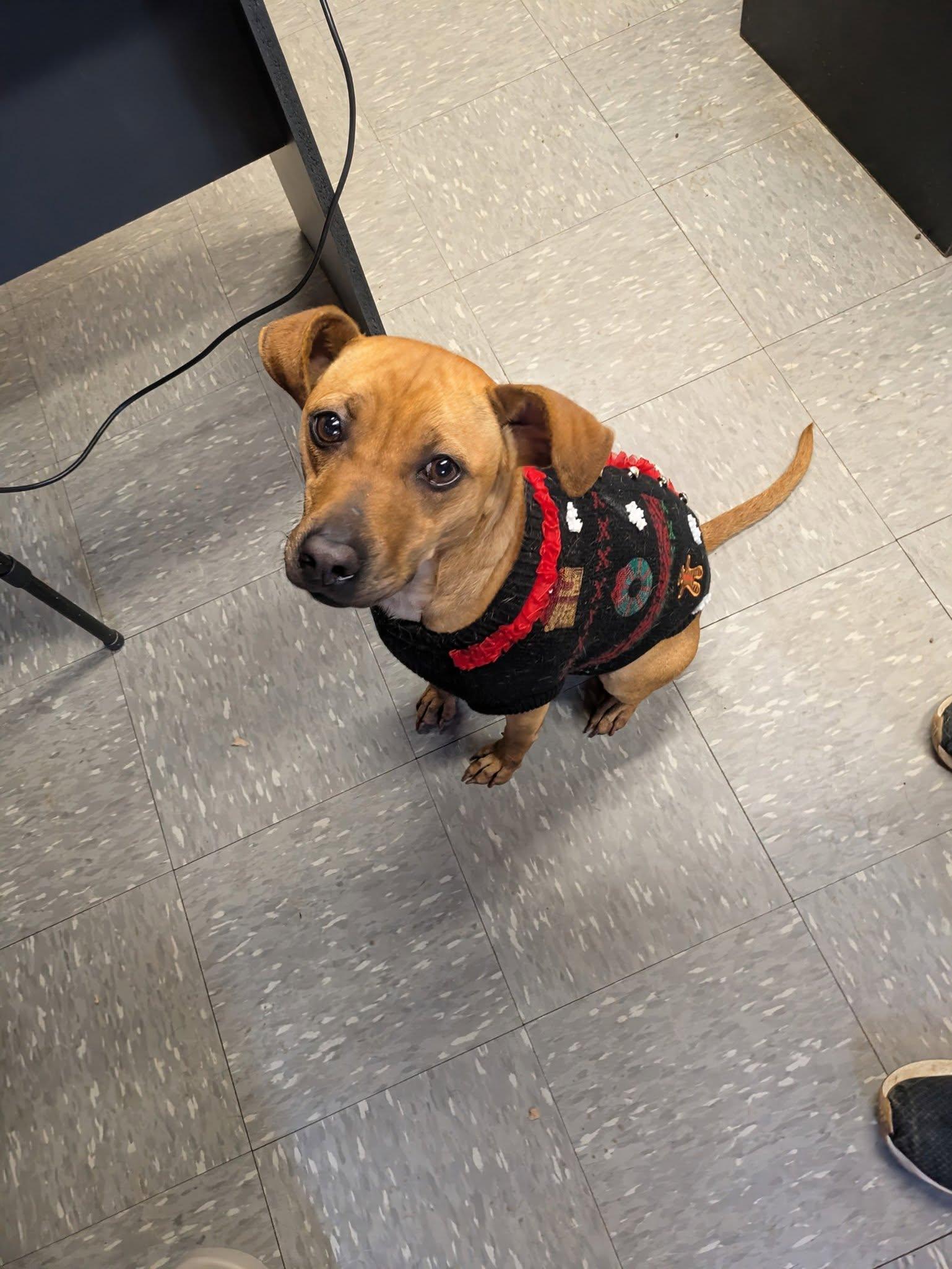 Salad, a Adoptable Terrier in Covington, VA image 5/6