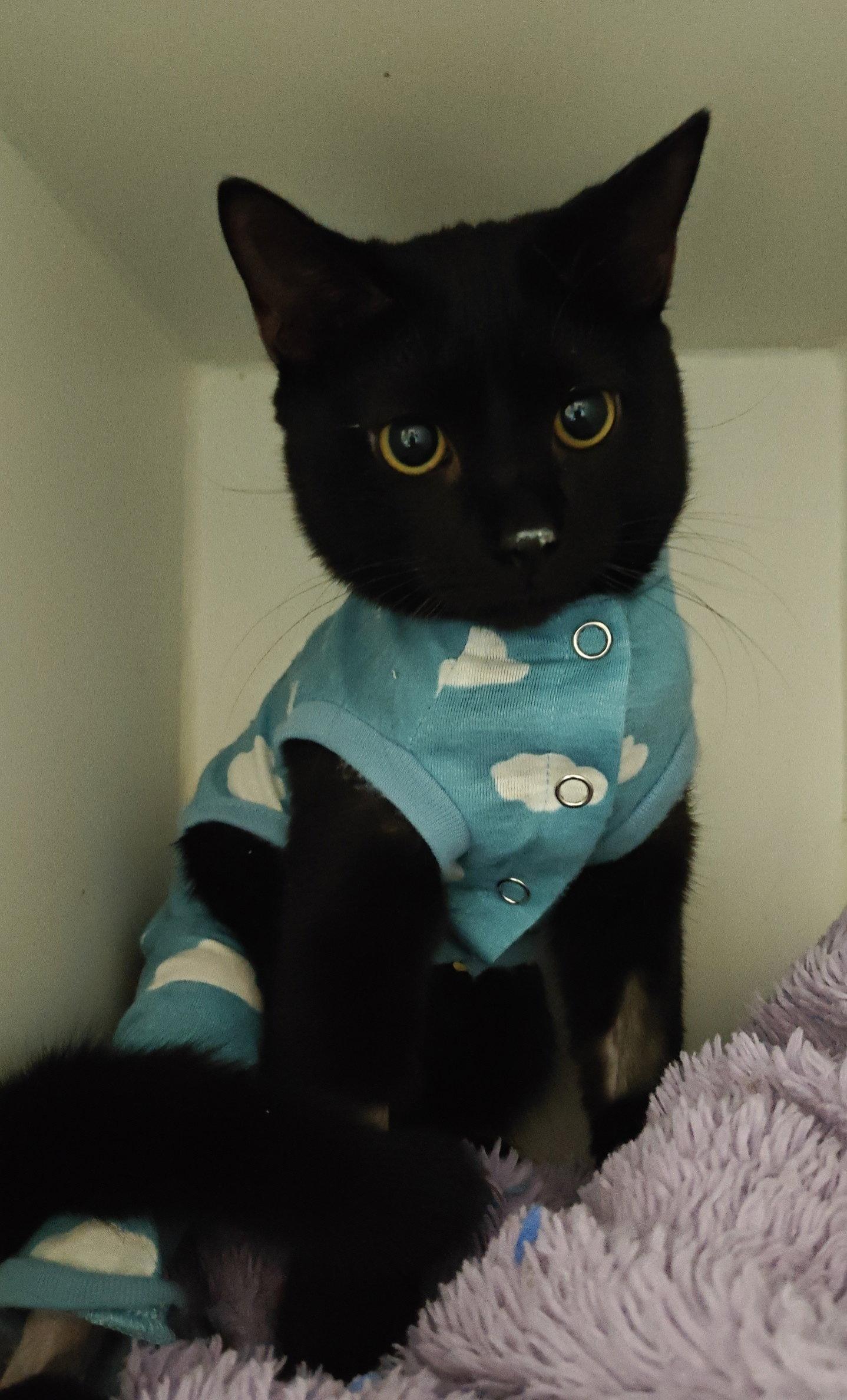 Enlarge Zagadoth, a Adopted Domestic Short Hair in Phoenix, AZ image 1/1