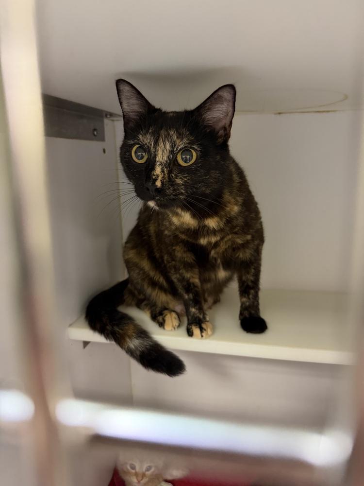 Elyse Keaton, Adoptable, Adult Female Domestic Short Hair.