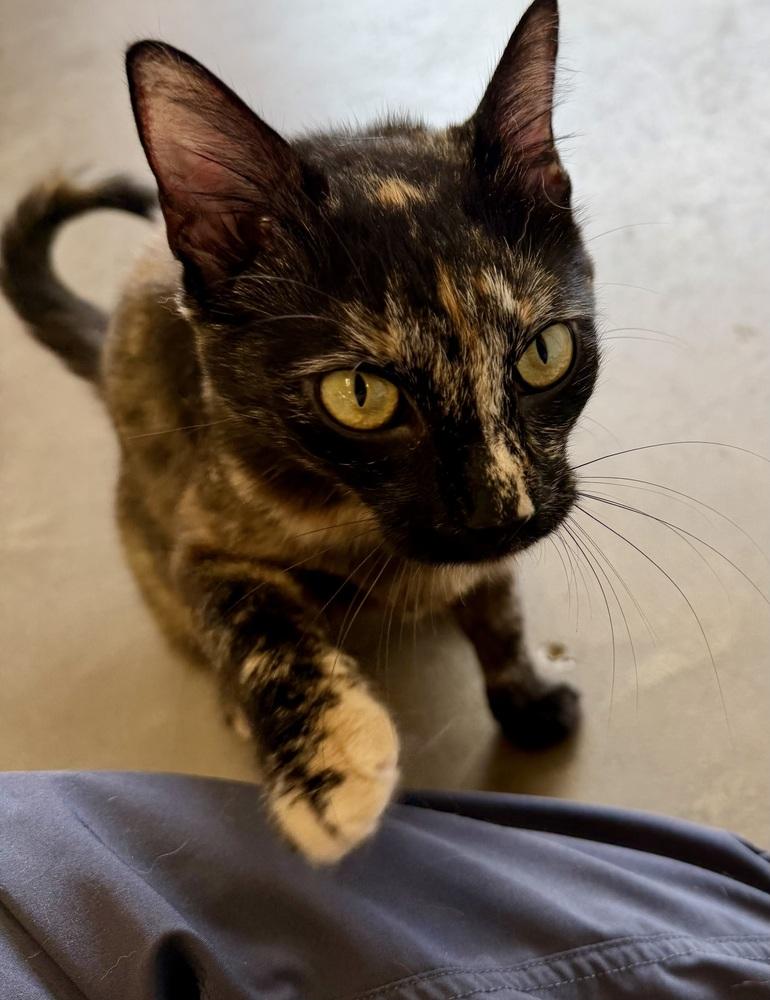 Enlarge Elyse Keaton, a Adoptable Domestic Short Hair in Cary, NC image 2/2