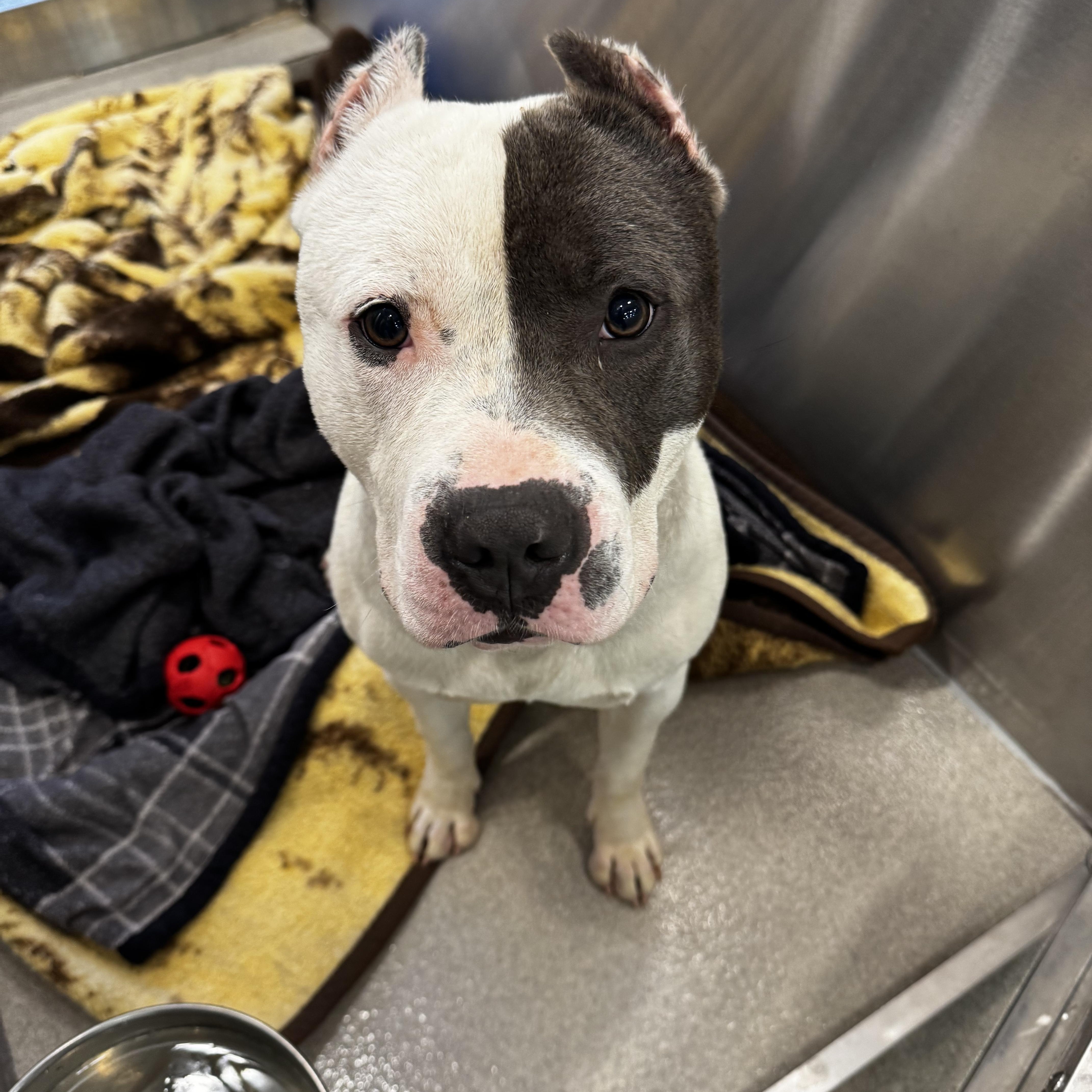 Enlarge 26-232, an adopted Pit Bull Terrier in Amityville, NY image 1/1