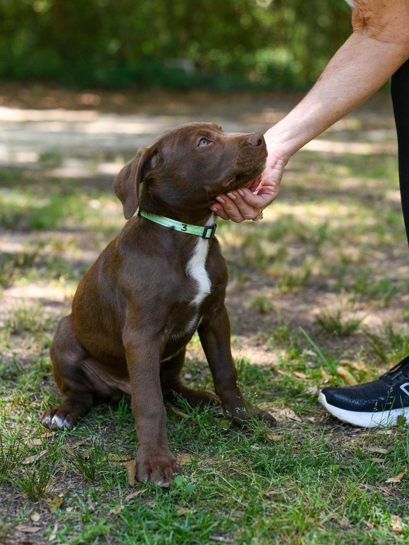 Enlarge Spencer, an adopted Mixed Breed in Argyle, NY image 5/6