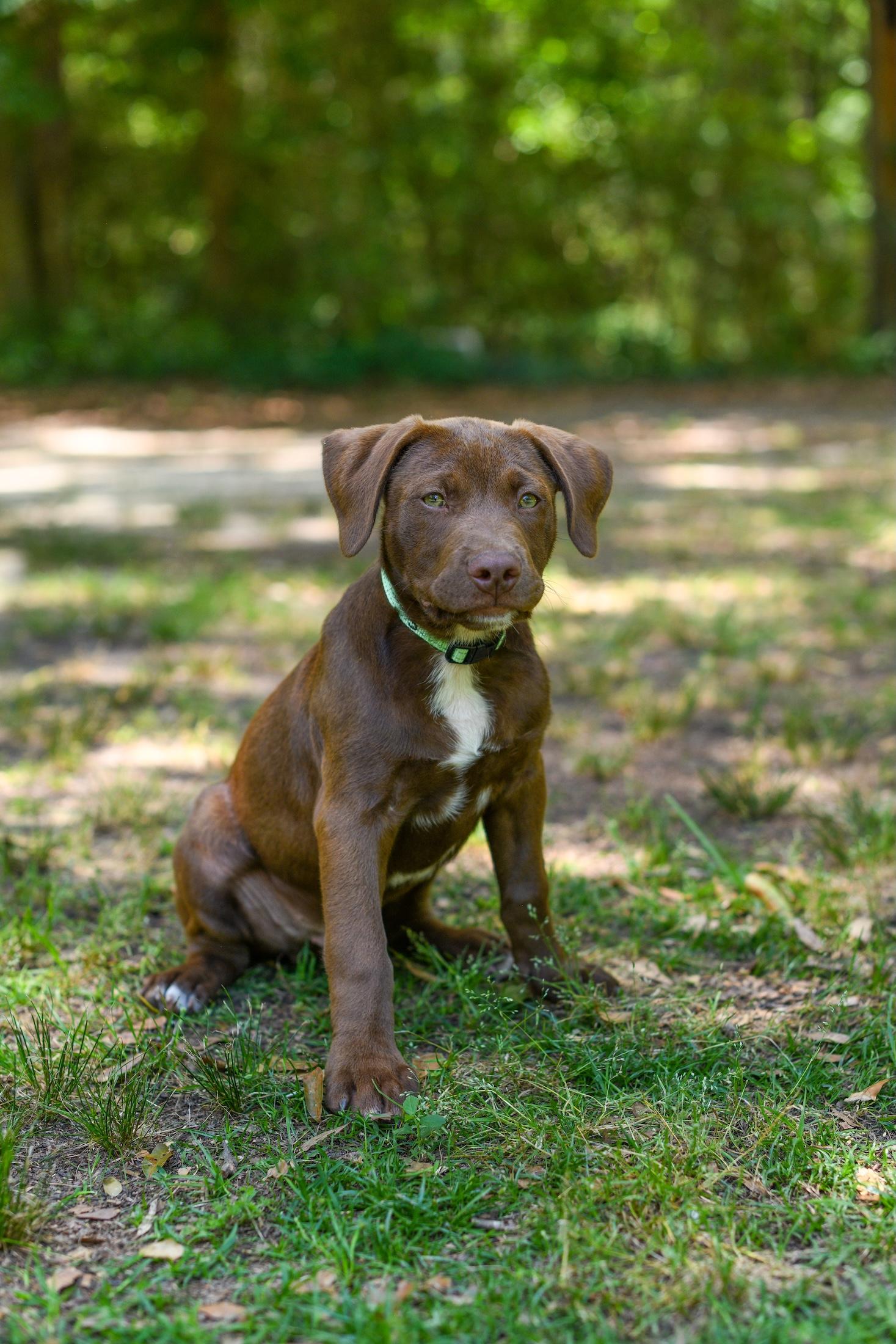 Enlarge Spencer, an adopted Mixed Breed in Argyle, NY image 2/6