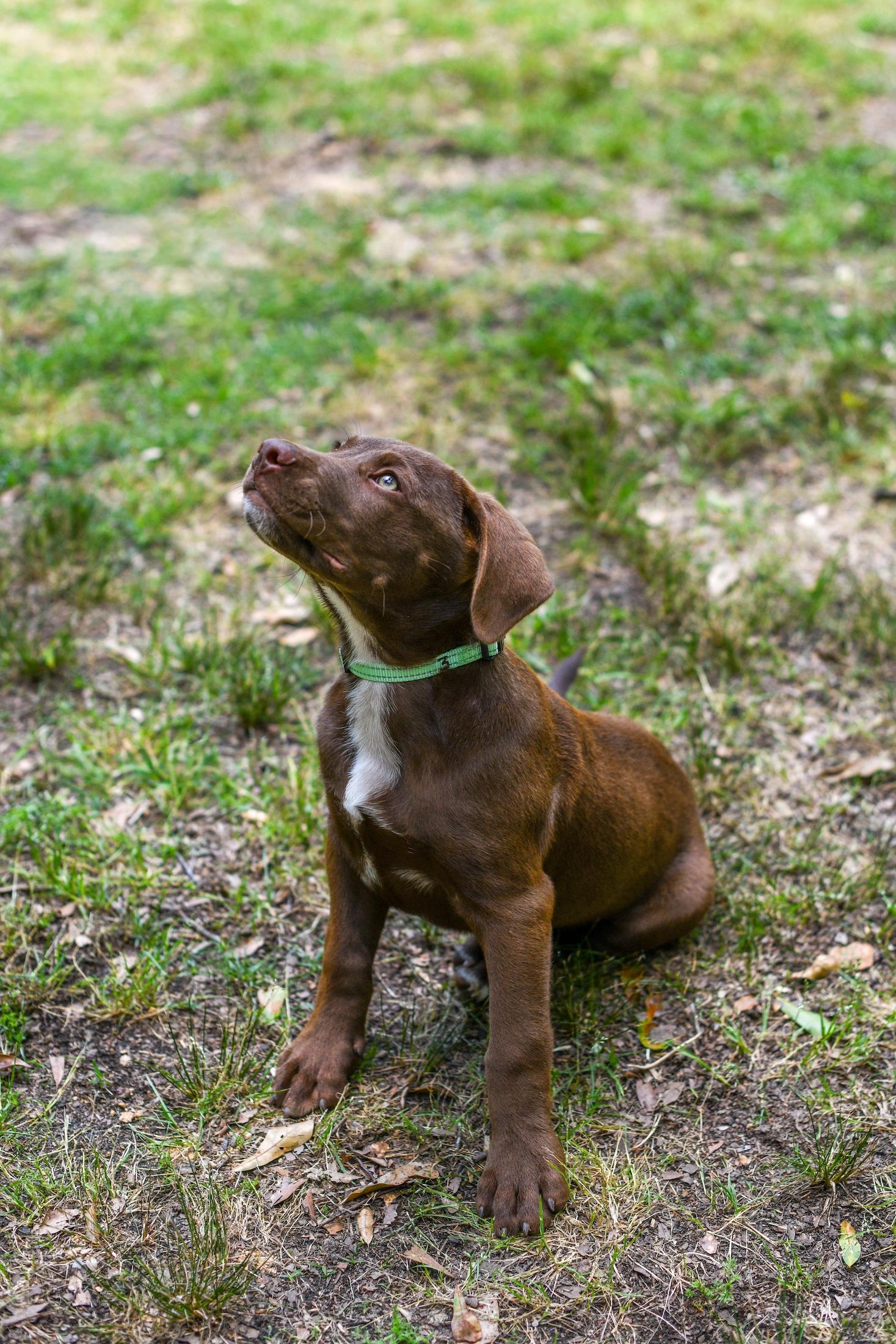 Enlarge Spencer, an adopted Mixed Breed in Argyle, NY image 3/6
