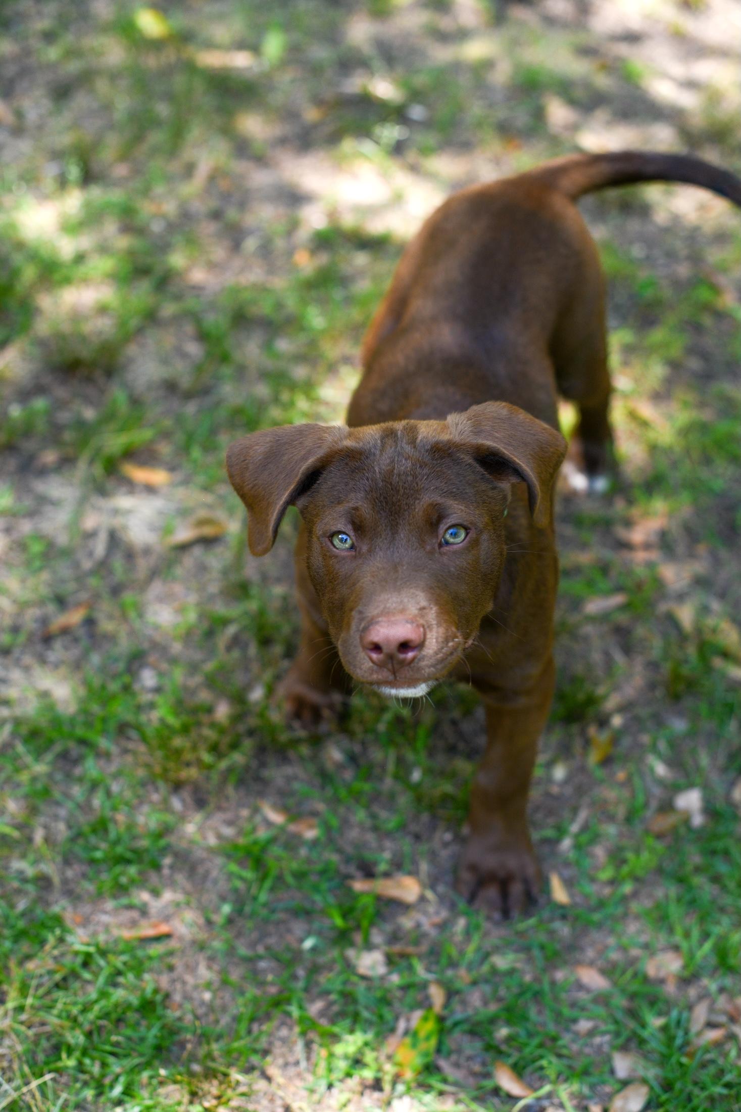Enlarge Spencer, an adopted Mixed Breed in Argyle, NY image 4/6