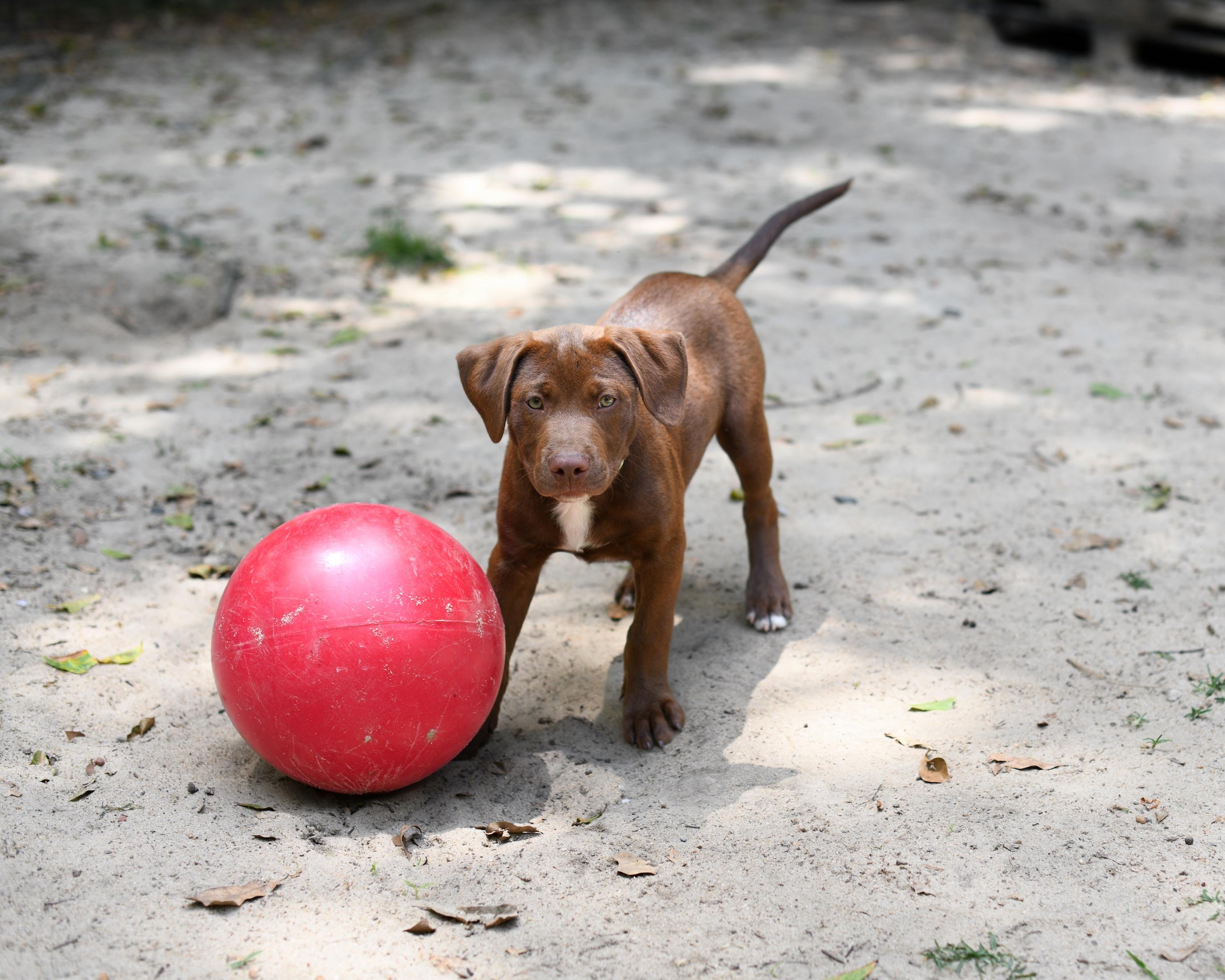 Enlarge Spencer, an adopted Mixed Breed in Argyle, NY image 1/6