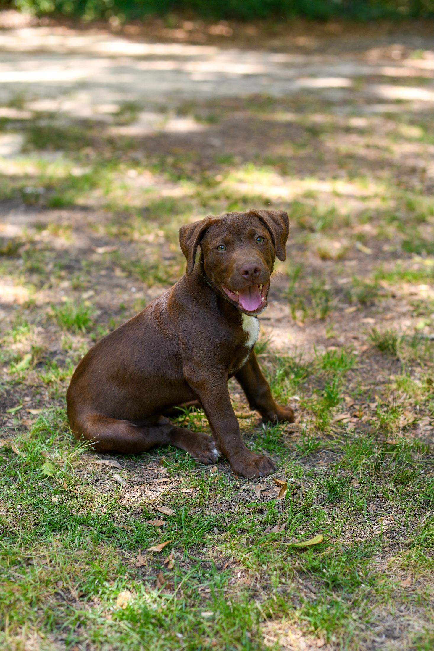 Enlarge Spencer, an adopted Mixed Breed in Argyle, NY image 6/6