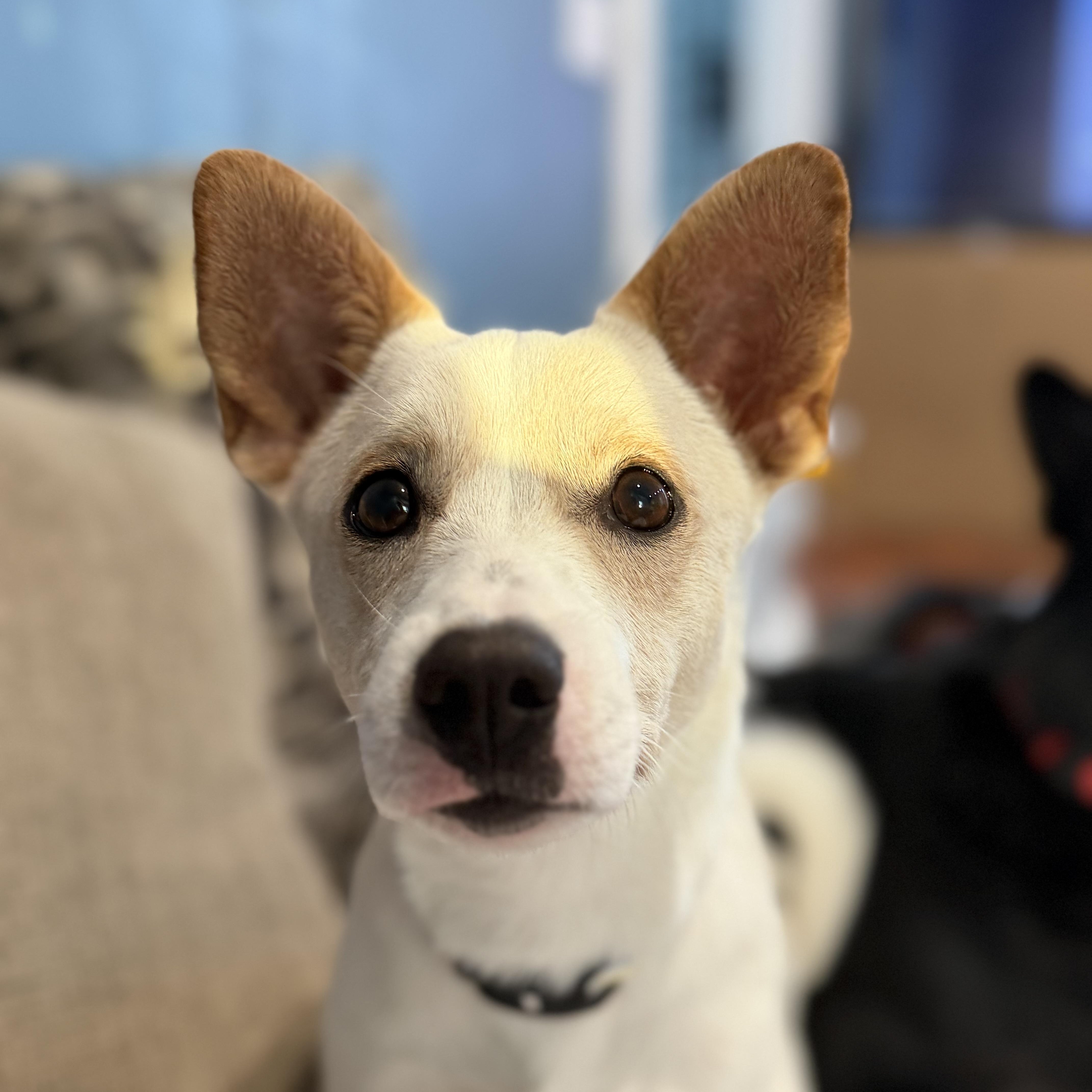 Dumbo, Adoptable, Puppy Male Terrier & Jindo.