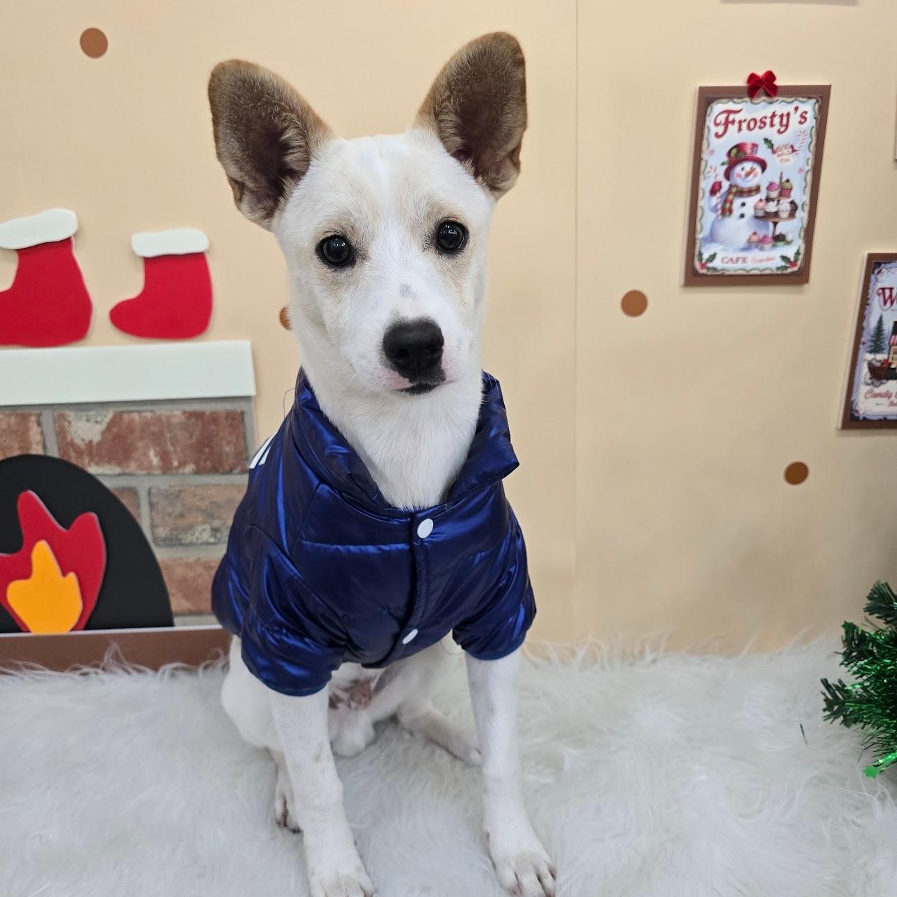 Enlarge Dumbo, a Adoptable mixed breed in Manchester , NH image 2/6