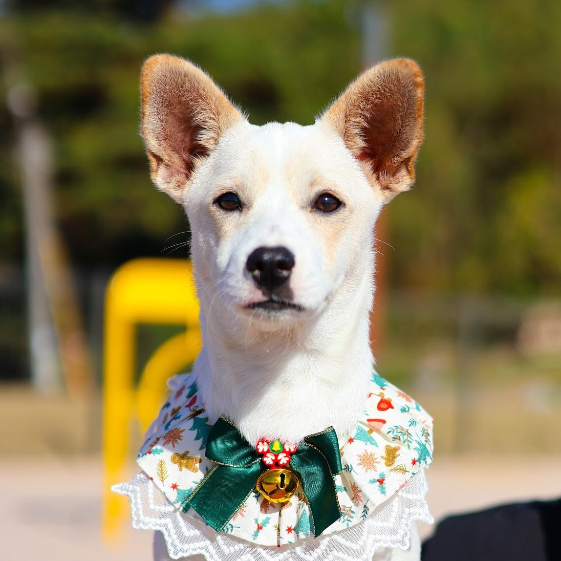 Enlarge Dumbo, a Adoptable mixed breed in Manchester , NH image 3/6