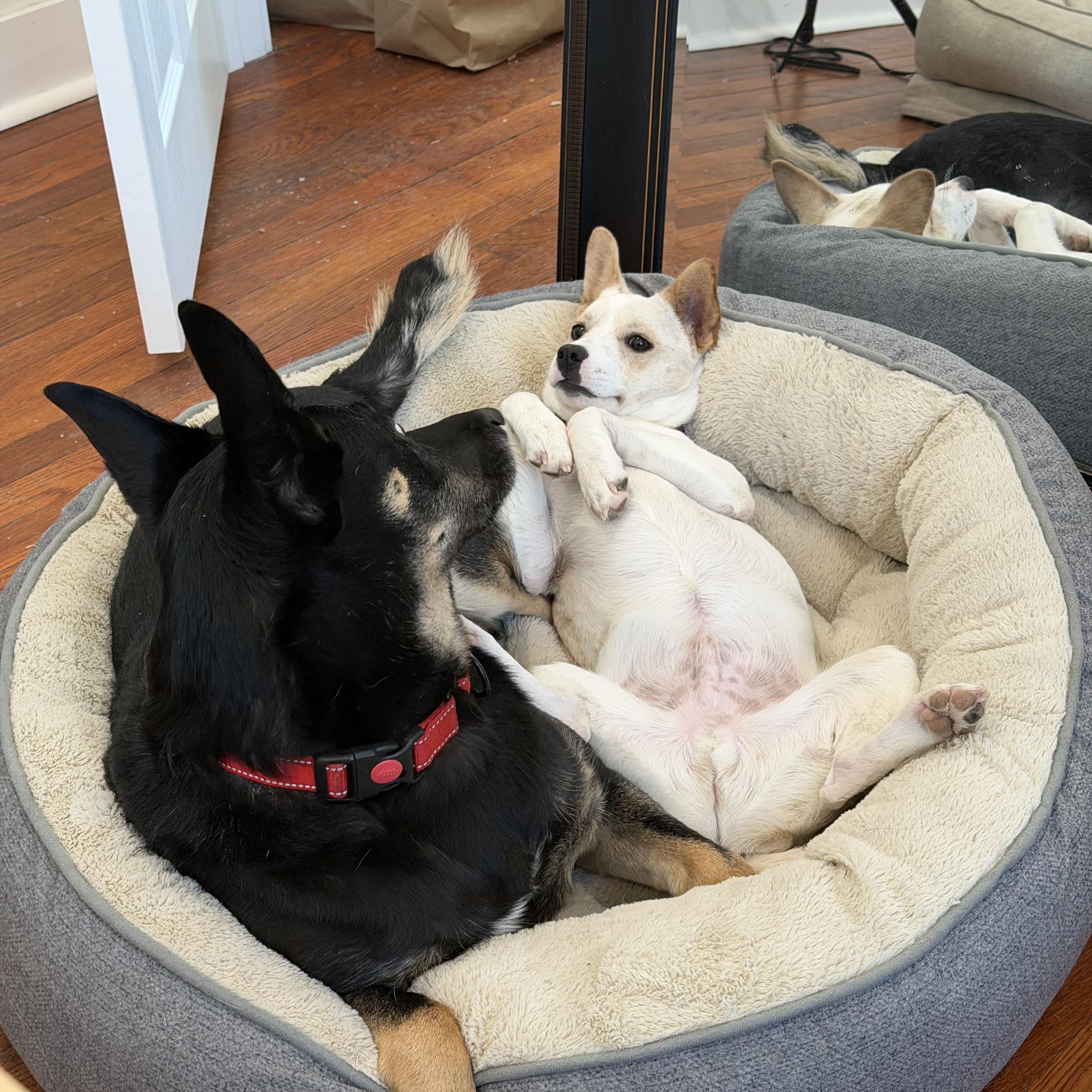 Enlarge Dumbo, a Adoptable mixed breed in Manchester , NH image 5/6