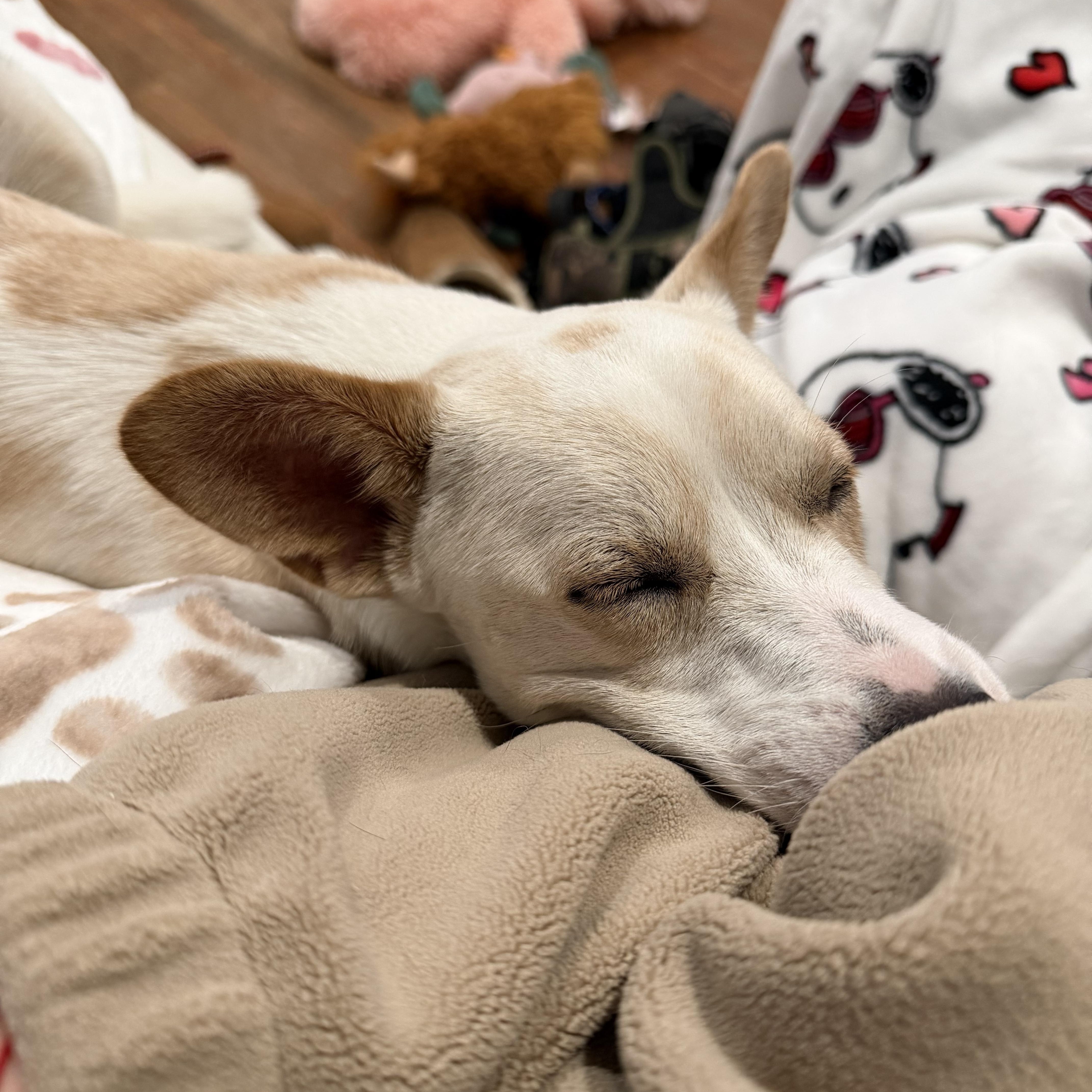Enlarge Dumbo, a Adoptable mixed breed in Manchester , NH image 6/6