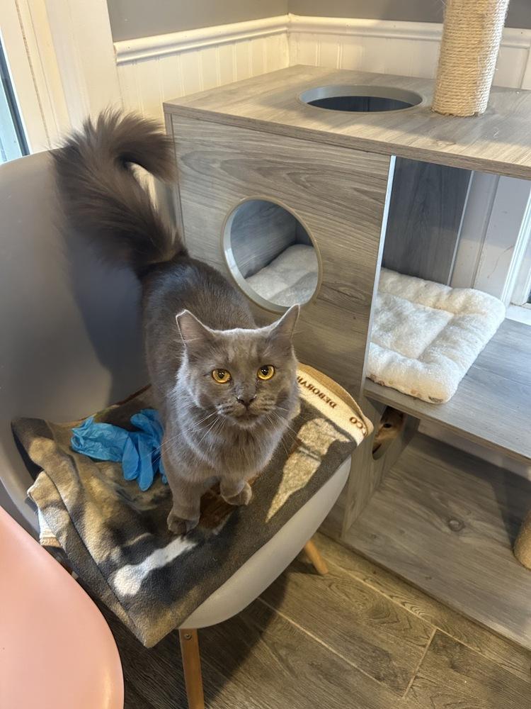Enlarge Jones, a Adoptable Domestic Medium Hair in Wheaton, IL image 1/1