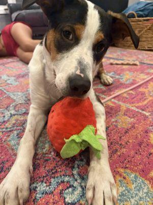 Enlarge Cole, a Adoptable mixed breed in Mount Laurel, NJ image 3/3