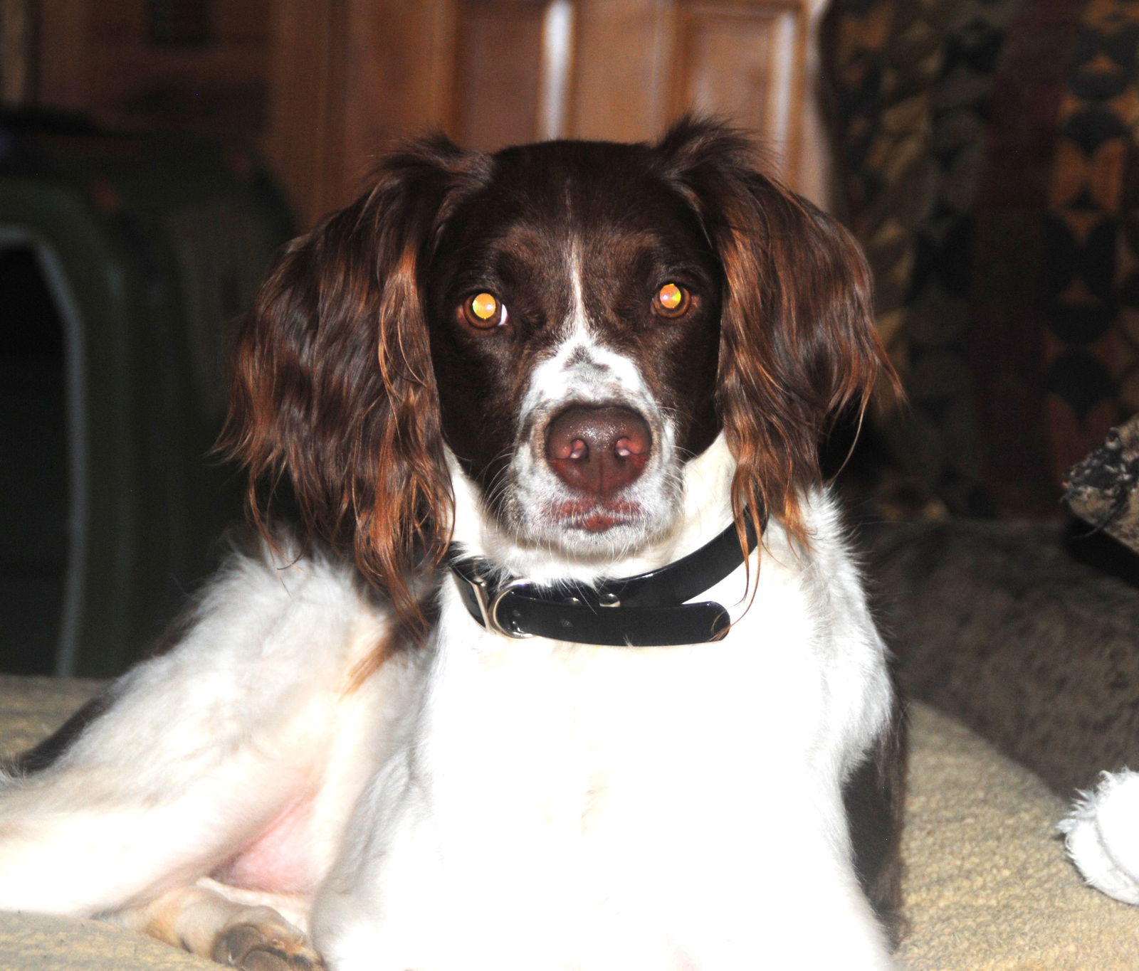 Dog for adoption AR/Lilly Marie (TX), a Brittany Spaniel in Little Rock, AR Petfinder