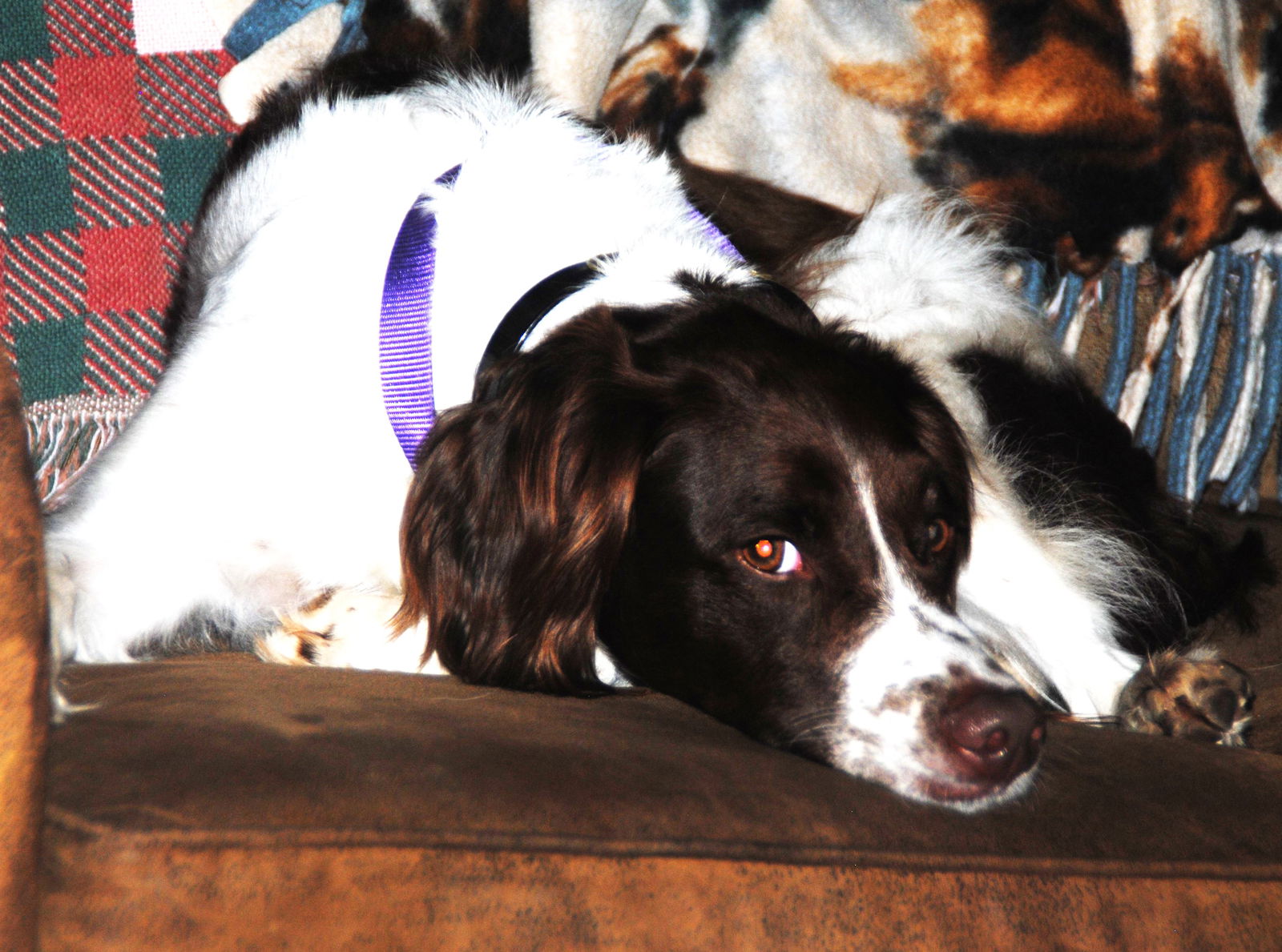 Dog for adoption AR/Lilly Marie (TX), a Brittany Spaniel in Little Rock, AR Petfinder