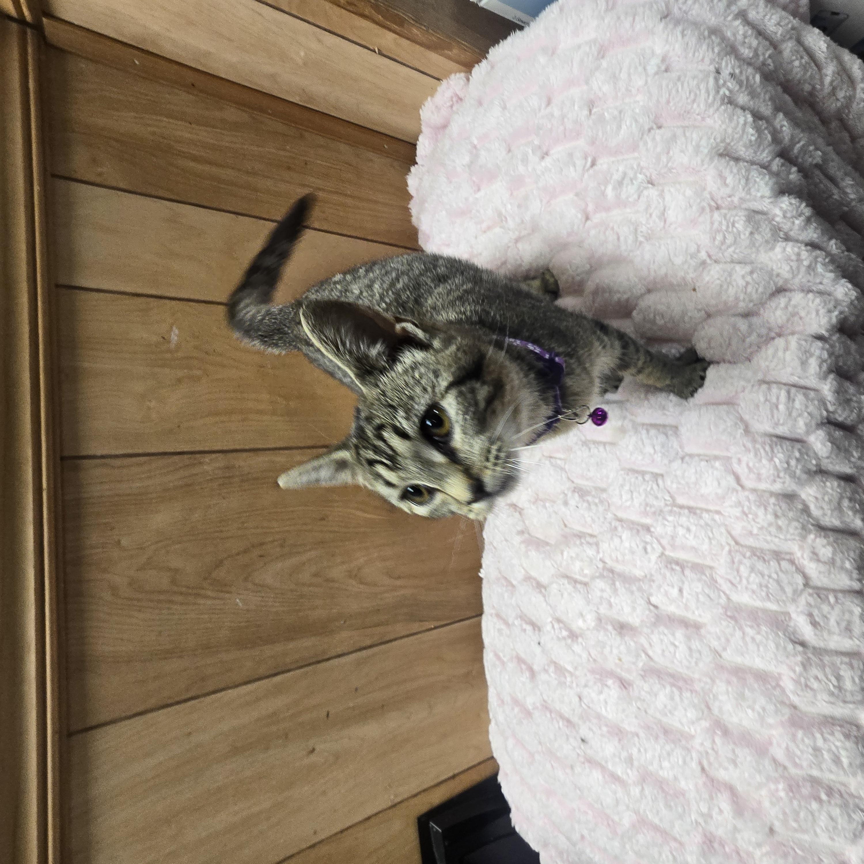 Mimzy, a ADOPTABLE Domestic Short Hair in Allison Park, PA image 2/2
