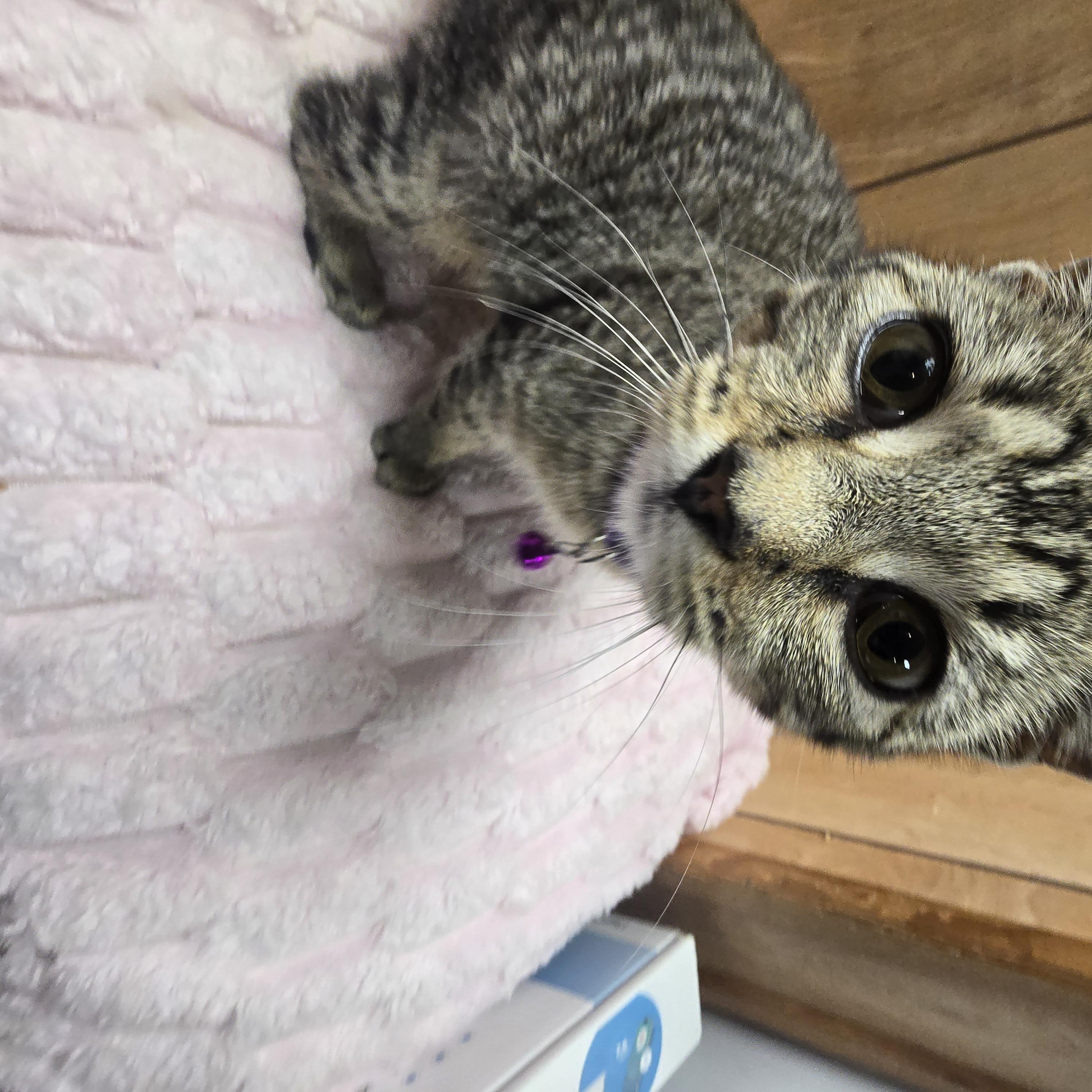 Mimzy, ADOPTABLE, Young Female Domestic Short Hair.