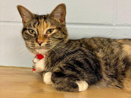 Jelly Bean, a Adoptable mixed breed in Cumming, GA image 1/3