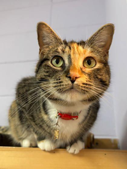 Jelly Bean, a Adoptable mixed breed in Cumming, GA image 2/3