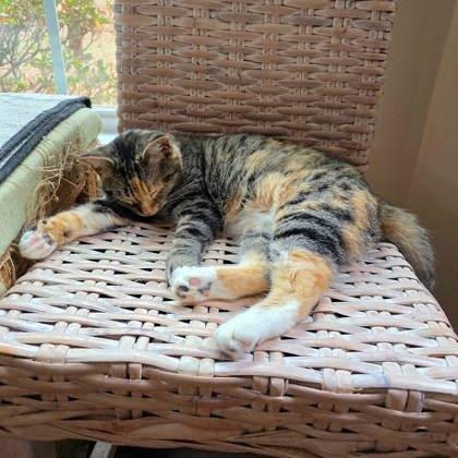 Jelly Bean, a Adoptable mixed breed in Cumming, GA image 3/3