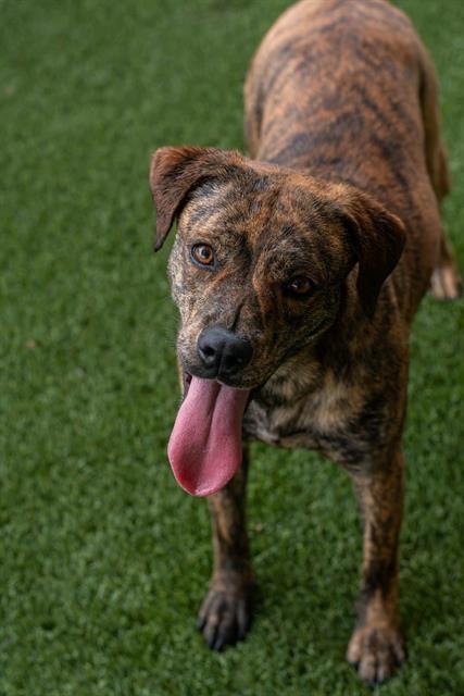 Enlarge RYA, a Adoptable Labrador Retriever in Baytown, TX image 1/1