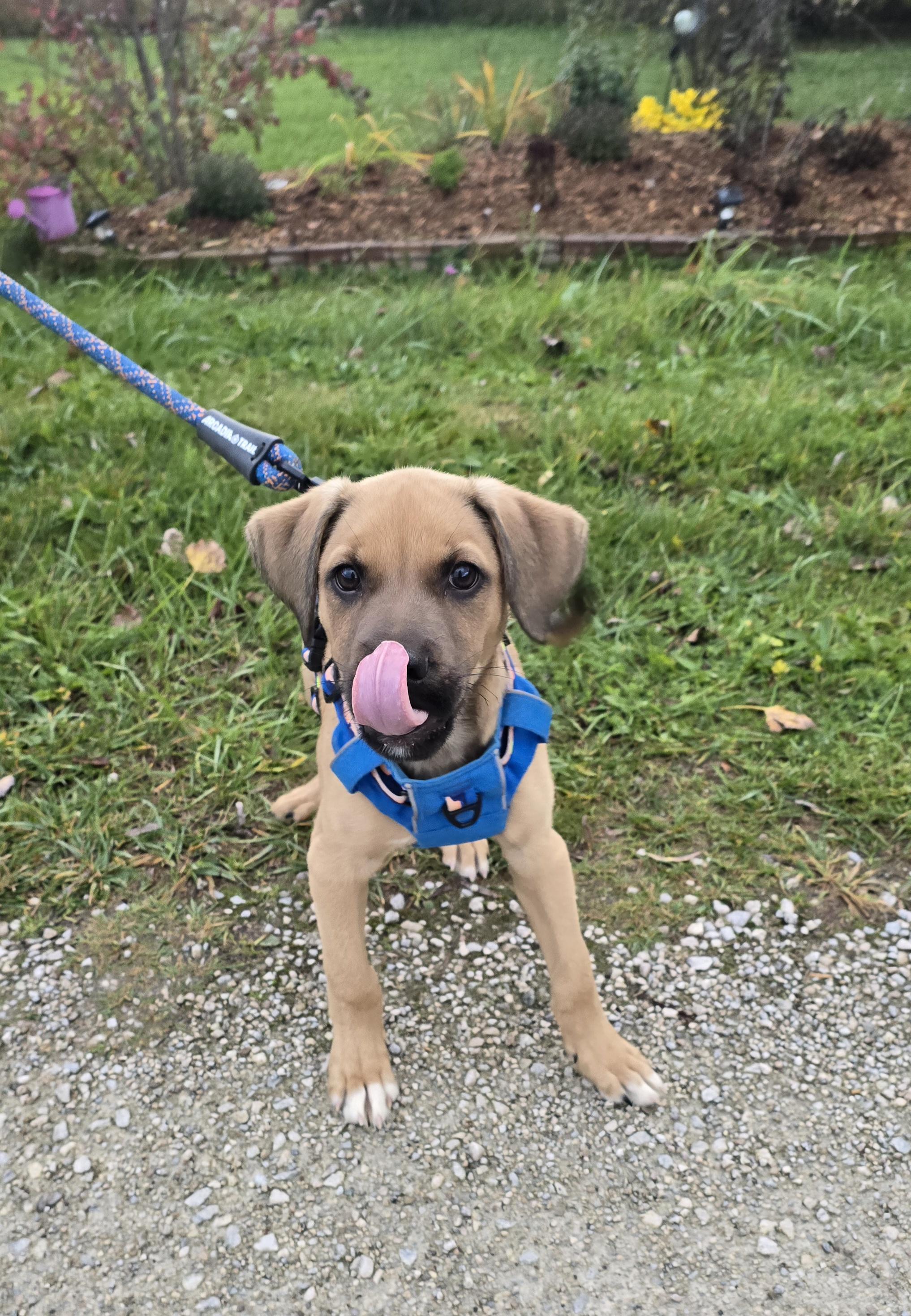 Enlarge Murphy, a Adopted Mixed Breed in Chatsworth, ON image 3/4