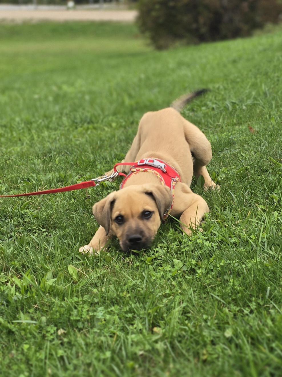 Enlarge Murphy, a Adopted Mixed Breed in Chatsworth, ON image 1/4