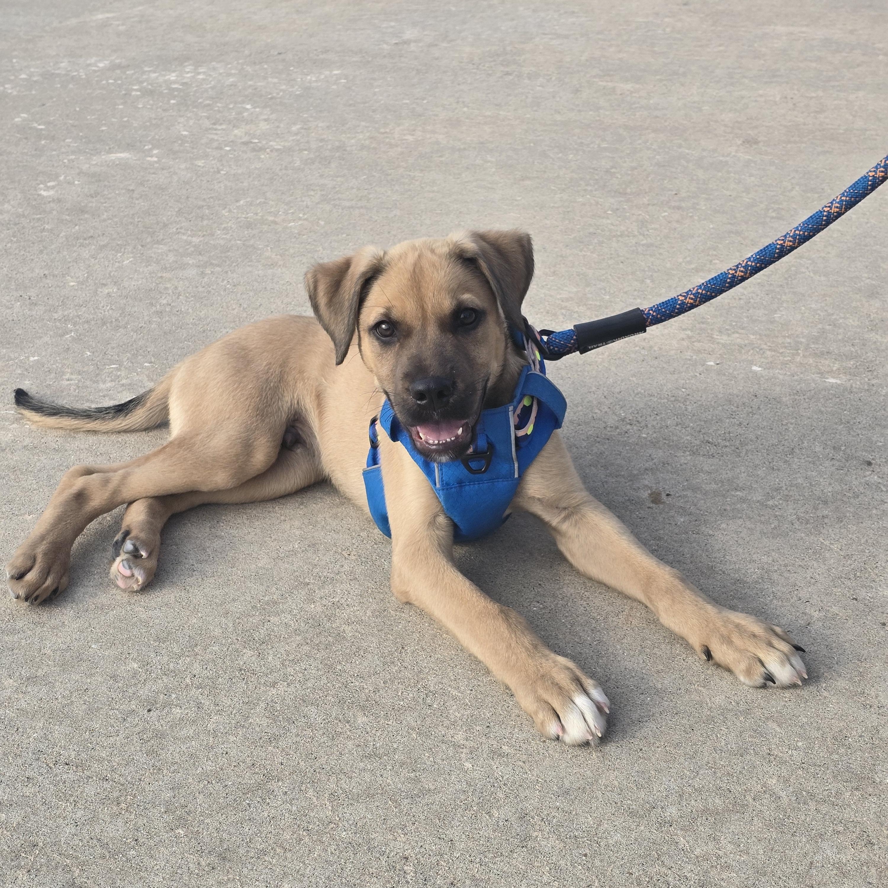Enlarge Murphy, a Adopted Mixed Breed in Chatsworth, ON image 4/4