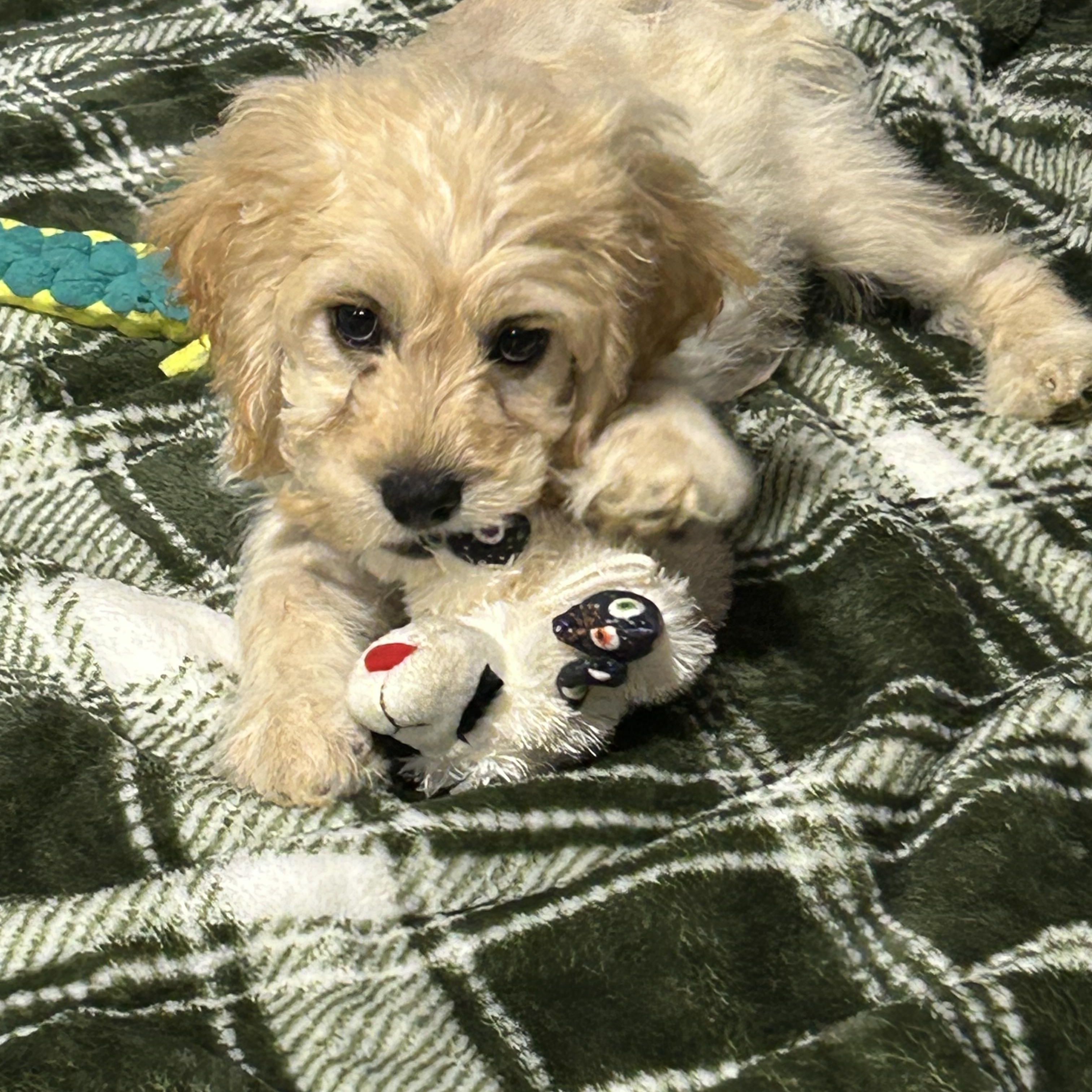 Enlarge Tommy 7.8 lbs. Buff, a Adoptable Cockapoo in Antwerp, OH image 1/6
