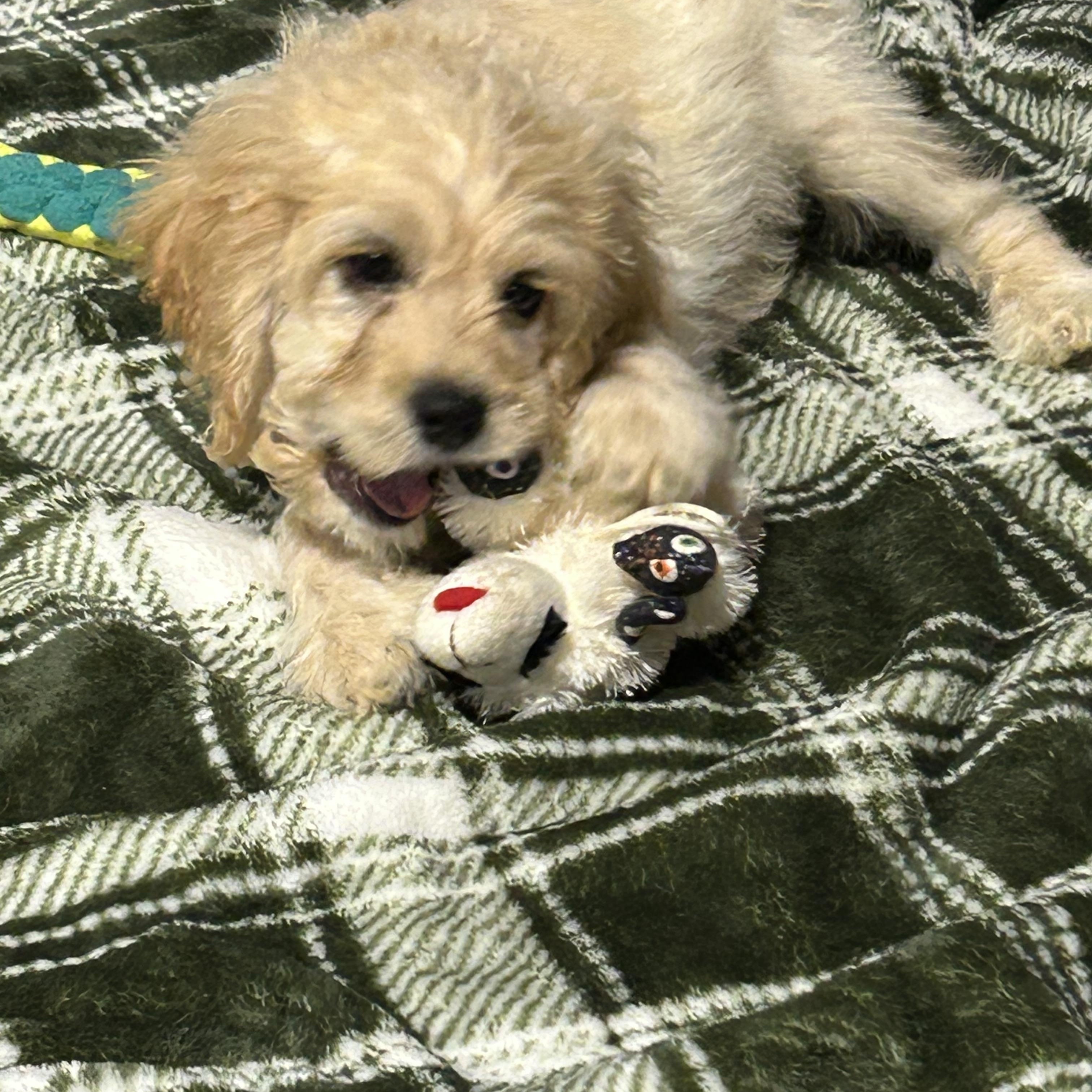 Enlarge Tommy 7.8 lbs. Buff, a Adoptable Cockapoo in Antwerp, OH image 4/6