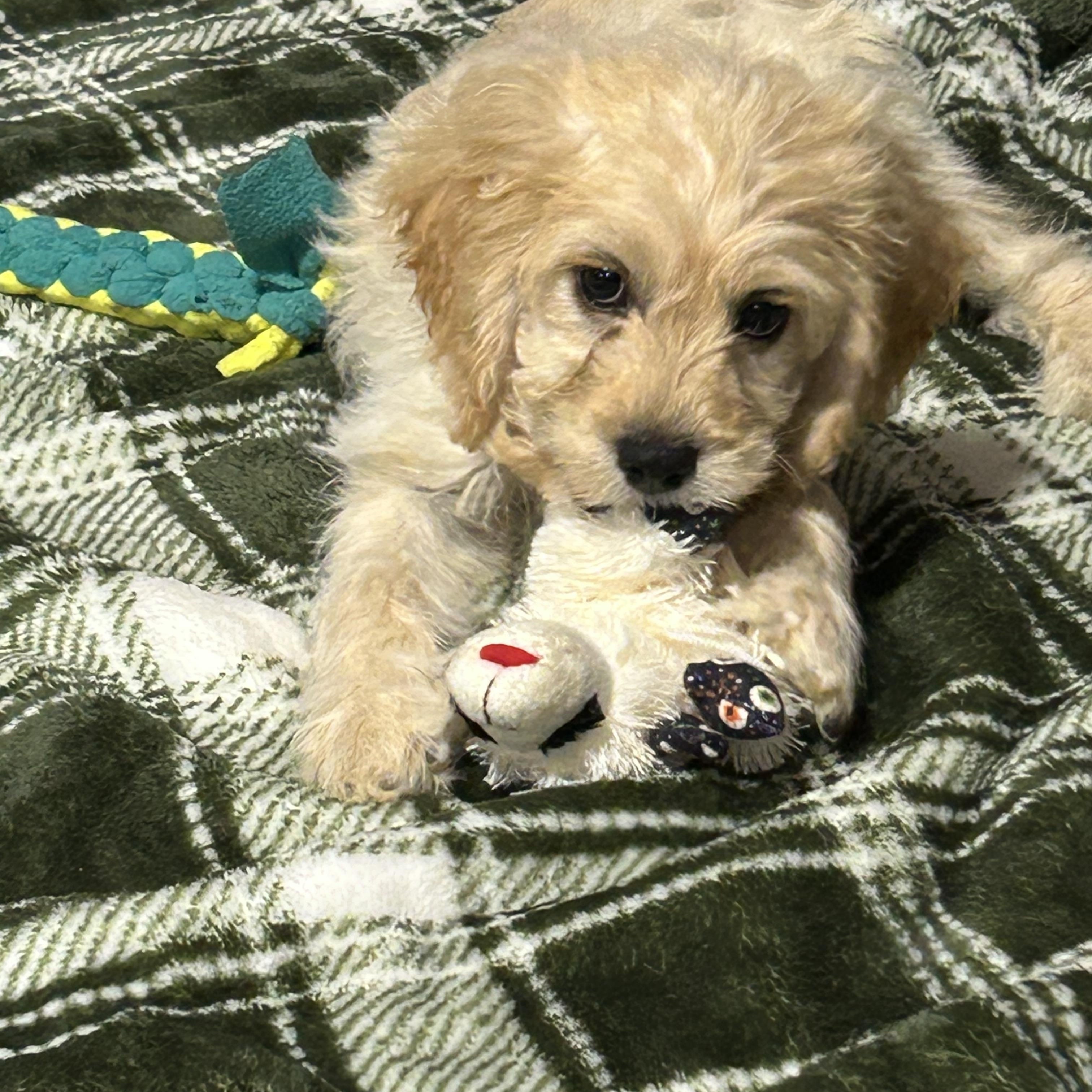 Enlarge Tommy 7.8 lbs. Buff, a Adoptable Cockapoo in Antwerp, OH image 2/6