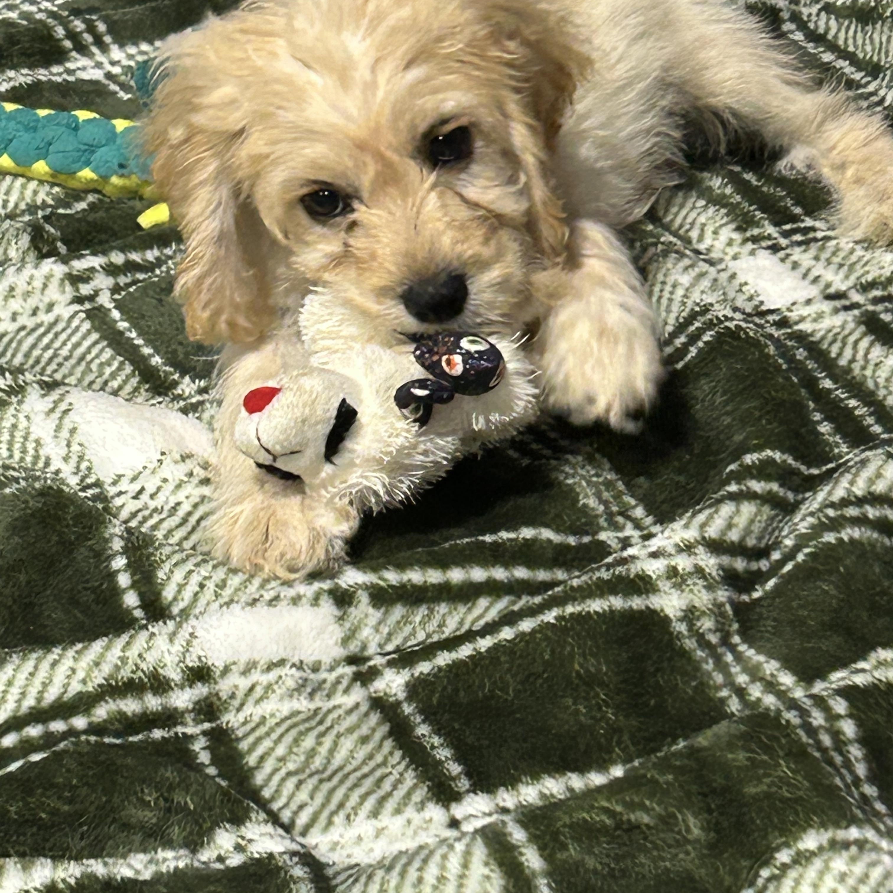Enlarge Tommy 7.8 lbs. Buff, a Adoptable Cockapoo in Antwerp, OH image 3/6