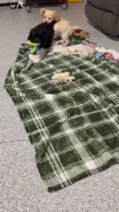 Enlarge Tommy 7.8 lbs. Buff, a Adoptable Cockapoo in Antwerp, OH video 6/6