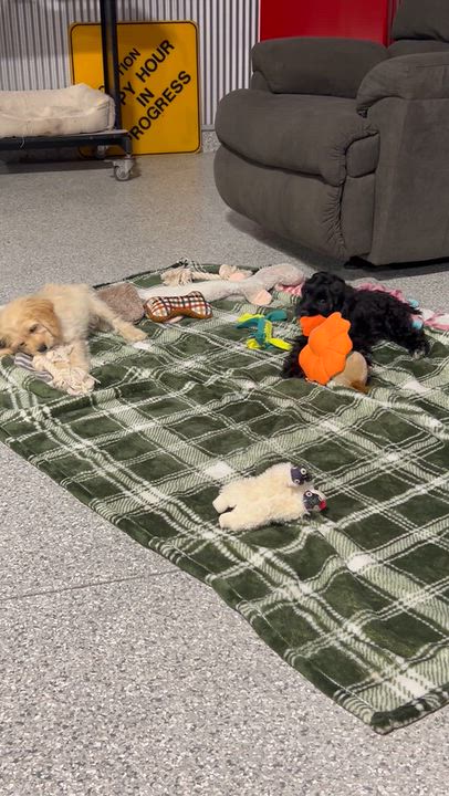 Enlarge Tommy 7.8 lbs. Buff, a Adoptable Cockapoo in Antwerp, OH video 5/6