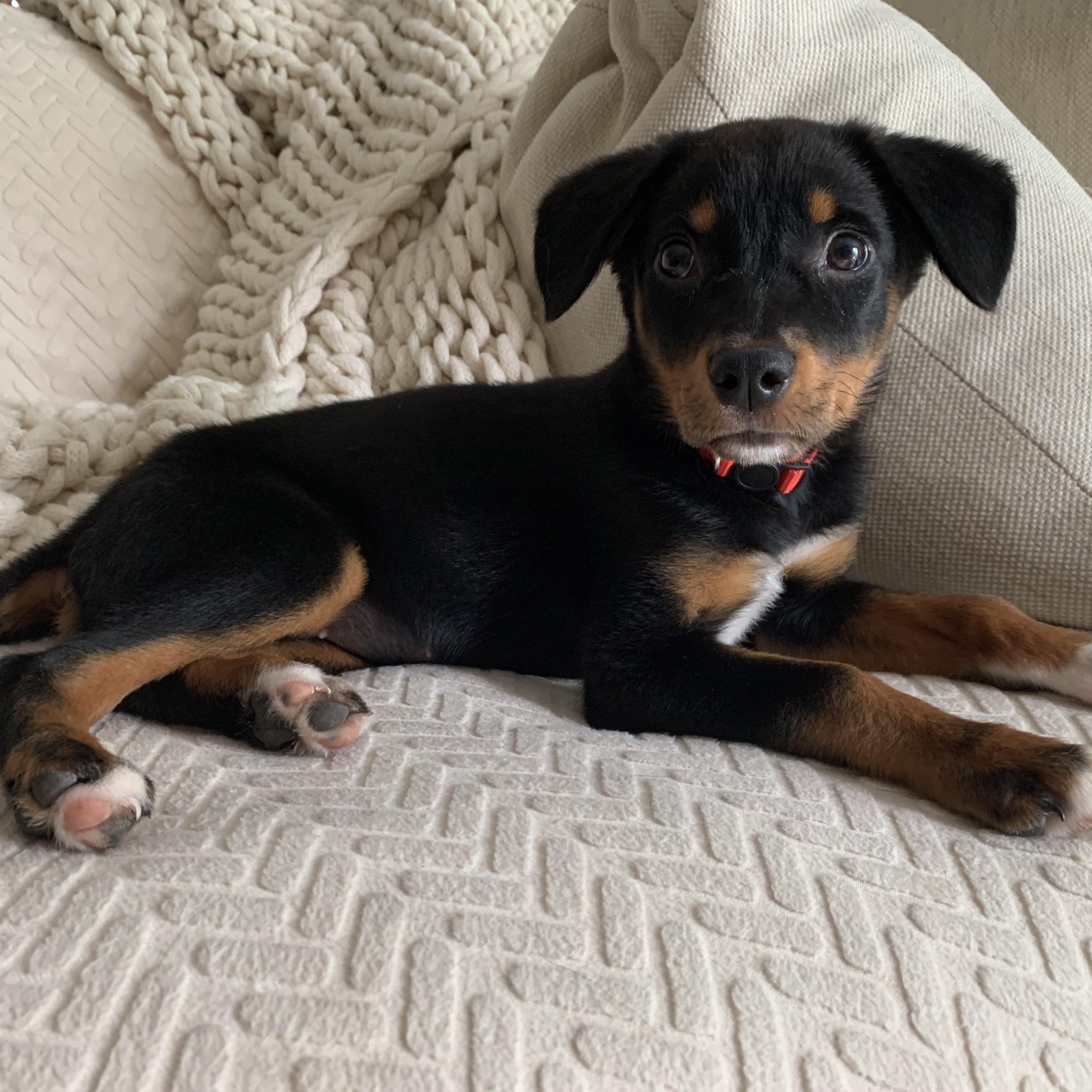 Enlarge Mbappe, a Adoptable mixed breed in San Diego, CA image 4/6